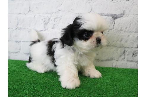 成約済の大阪府のシーズー-113729の3枚目