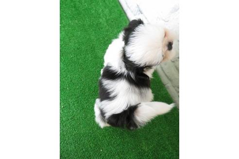 成約済の大阪府のシーズー-113729の2枚目