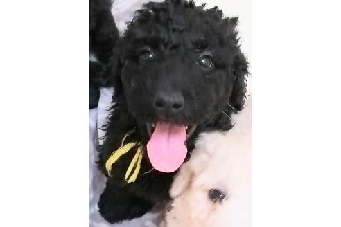 子犬
