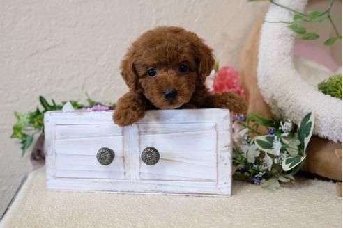 成約済の滋賀県のトイプードル-112307の1枚目