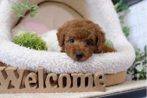 成約済の滋賀県のトイプードル-112307の5枚目