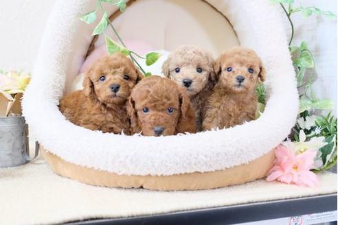 成約済の滋賀県のトイプードル-112307の4枚目