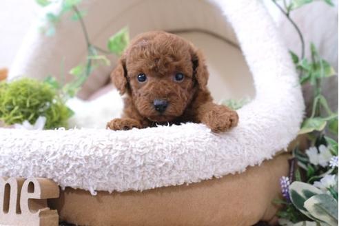 成約済の滋賀県のトイプードル-112307の3枚目