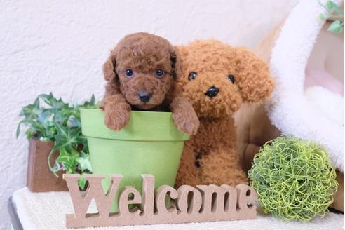 成約済の滋賀県のトイプードル-112307の2枚目