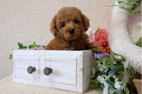 成約済の滋賀県のトイプードル-112308の1枚目