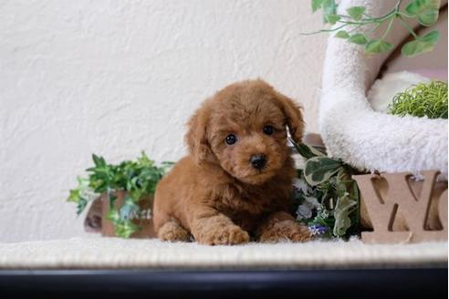 成約済の滋賀県のトイプードル-112308の5枚目