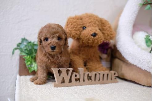 成約済の滋賀県のトイプードル-112308の3枚目