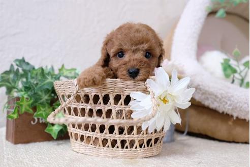 成約済の滋賀県のトイプードル-112308の2枚目