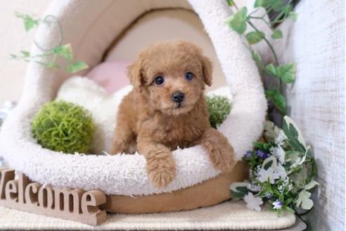 成約済の滋賀県のトイプードル-112310の1枚目