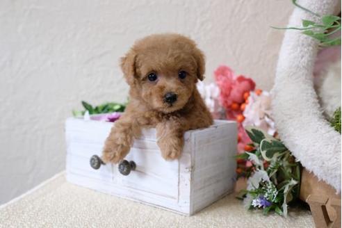 成約済の滋賀県のトイプードル-112310の5枚目