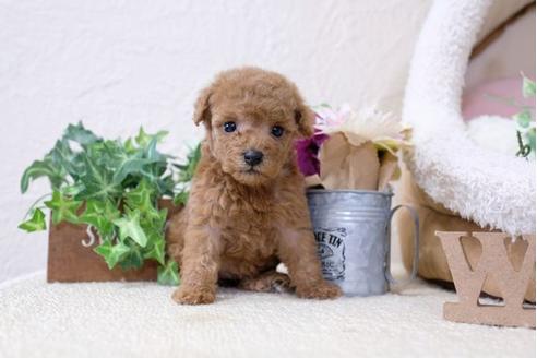 成約済の滋賀県のトイプードル-112310の3枚目