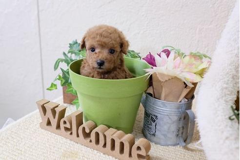 成約済の滋賀県のトイプードル-112310の2枚目