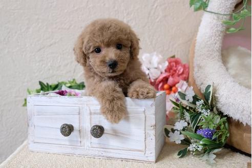 成約済の滋賀県のトイプードル-112312の1枚目