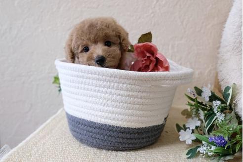 成約済の滋賀県のトイプードル-112312の5枚目