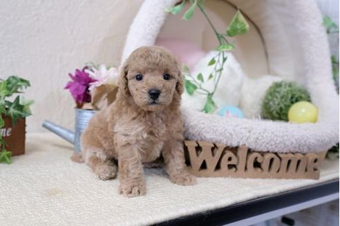 成約済の滋賀県のトイプードル-112312の3枚目