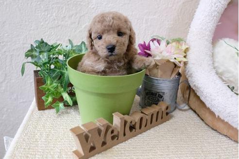 成約済の滋賀県のトイプードル-112312の2枚目