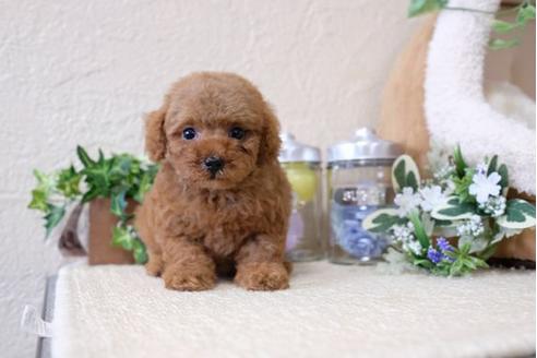 成約済の滋賀県のトイプードル-112313