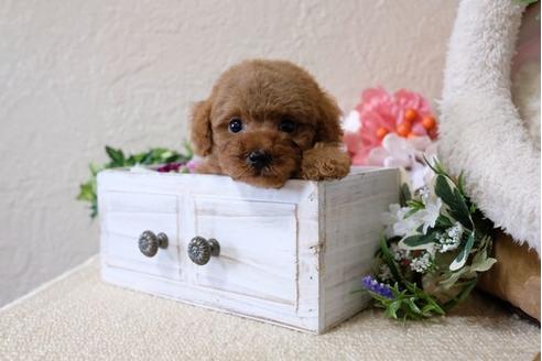 成約済の滋賀県のトイプードル-112313の5枚目