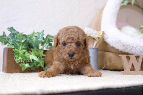 成約済の滋賀県のトイプードル-112313の3枚目