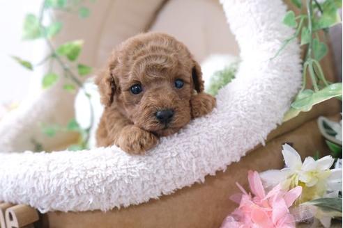 成約済の滋賀県のトイプードル-112313の2枚目