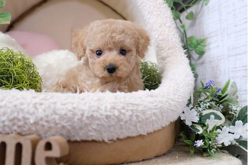 成約済の滋賀県のトイプードル-112314