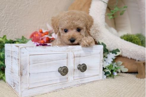 成約済の滋賀県のトイプードル-112314の5枚目