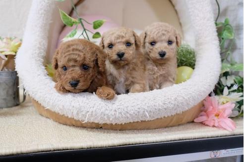 成約済の滋賀県のトイプードル-112314の4枚目