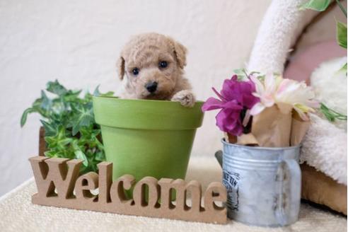 成約済の滋賀県のトイプードル-112314の3枚目