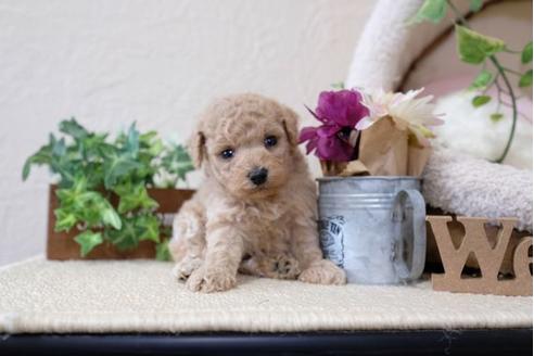 成約済の滋賀県のトイプードル-112314の2枚目