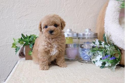 成約済の滋賀県のトイプードル-112315