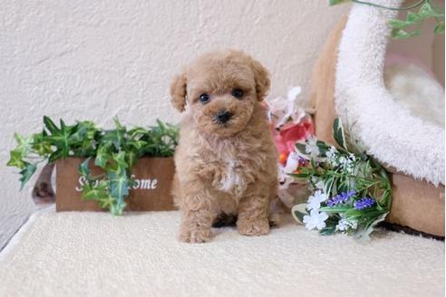 成約済の滋賀県のトイプードル-112315の4枚目