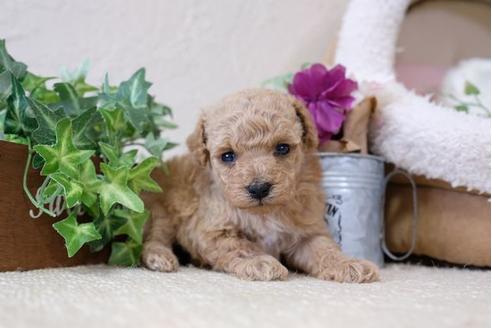 成約済の滋賀県のトイプードル-112315の3枚目