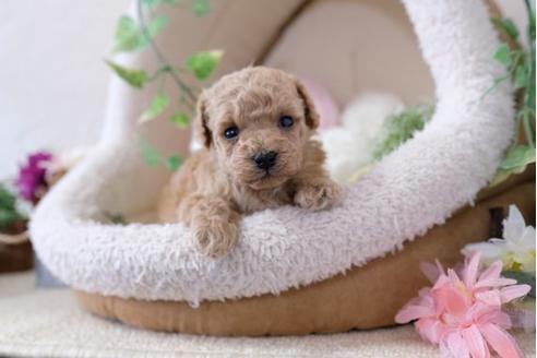 成約済の滋賀県のトイプードル-112315の2枚目