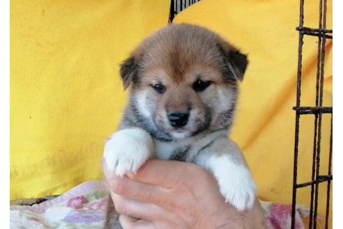 成約済の埼玉県の柴犬-113463の1枚目