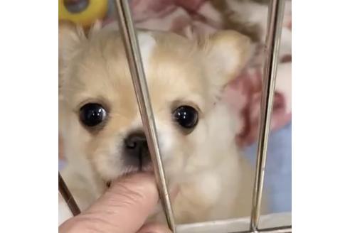成約済の神奈川県のチワワ(ロングコート)-111925の11枚目