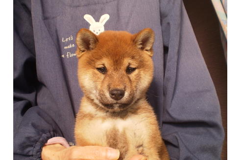 成約済の三重県の柴犬-113370の1枚目