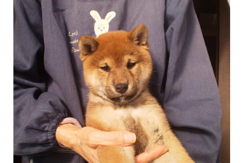 成約済の三重県の柴犬-113370の4枚目