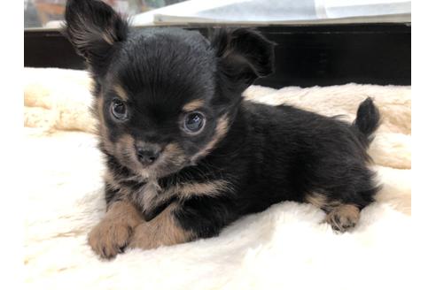 成約済の京都府のチワワ(ロングコート)-113873の1枚目