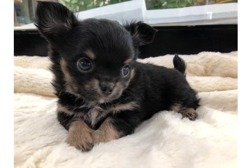 成約済の京都府のチワワ(ロングコート)-113873の5枚目