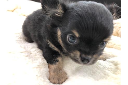 成約済の京都府のチワワ(ロングコート)-113873の3枚目