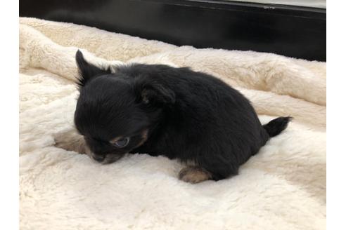 成約済の京都府のチワワ(ロングコート)-113873の2枚目