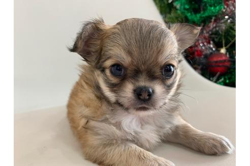 成約済の京都府のチワワ(ロングコート)-113884の1枚目