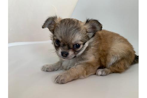 成約済の京都府のチワワ(ロングコート)-113884の4枚目