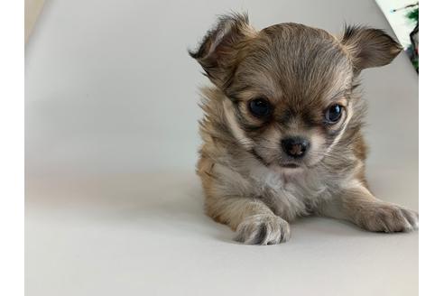 成約済の京都府のチワワ(ロングコート)-113884の2枚目