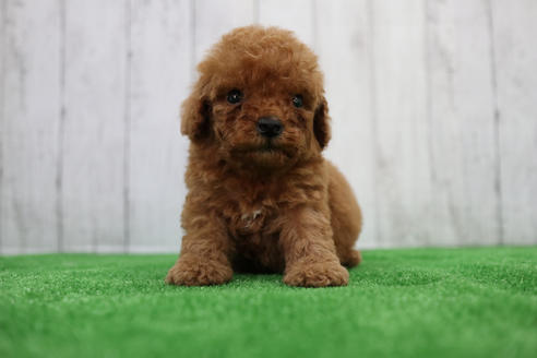 成約済の愛知県のトイプードル-110985の1枚目