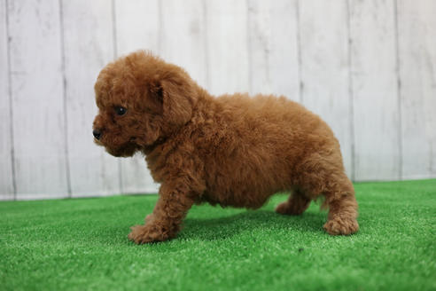 成約済の愛知県のトイプードル-110985の4枚目