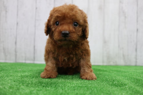 成約済の愛知県のトイプードル-110984の1枚目
