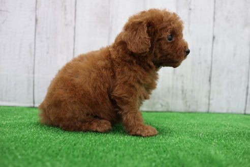成約済の愛知県のトイプードル-110984の5枚目