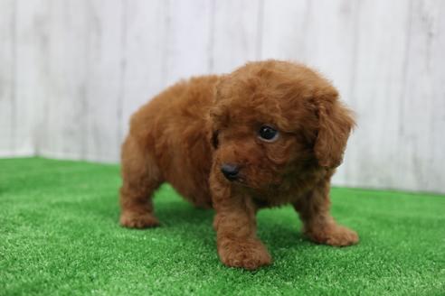 成約済の愛知県のトイプードル-110984の2枚目