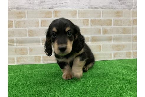 成約済の愛知県のミニチュアダックスフンド(ロングヘアード)-110990